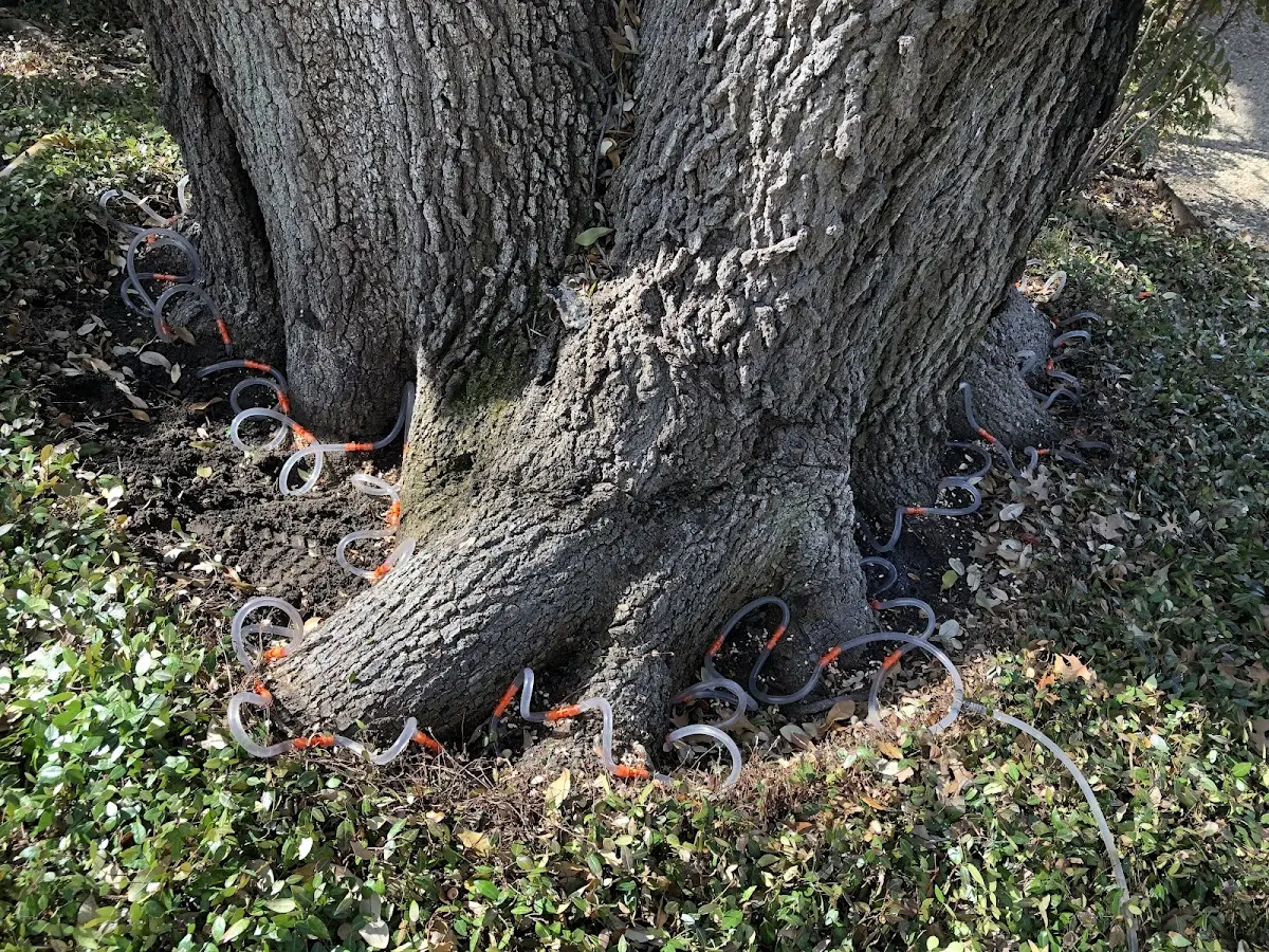 Detailed Tree Cabling and Bracing job site in Oviedo